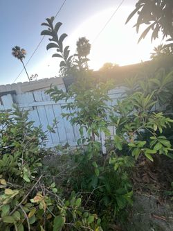 Guava  plant