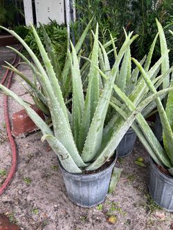 Aloe Vera in 3 gls pot. SPECIAL PRICE 🤩