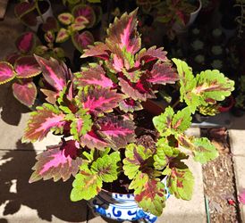 Coleus Plant Arrangement