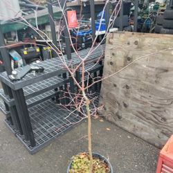 Maple Tree $ 50 