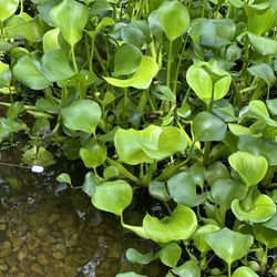 Water Hyacinth Live Pond Plant