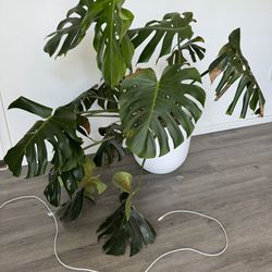 Large Monstera Plant & Pot