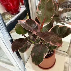❤️WELL Established BUNCH OF Rubby Rubber trees 6”pot H 21”❤️Pls read Description