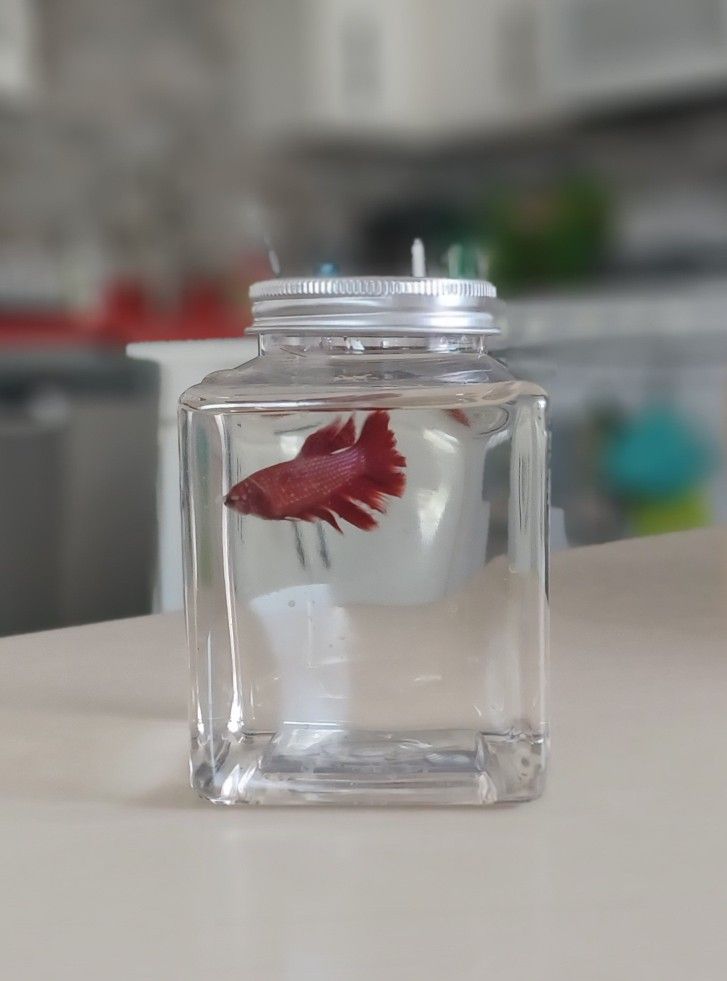 Small Fish tank 