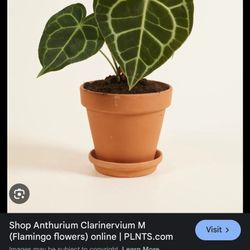 Anthurium Clarinervium 