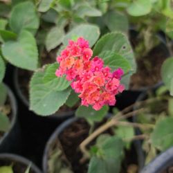 Lantanas 
