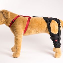 Dog Knee Brace