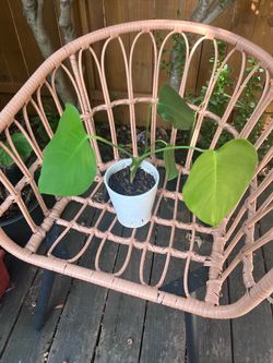 Monstera Plant
