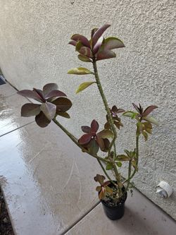 African Milk Tree.