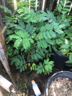 Persian silk tree/ guache