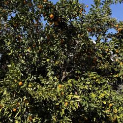 Organic Mandarins! $7 A Bag. 25 In A Bag.