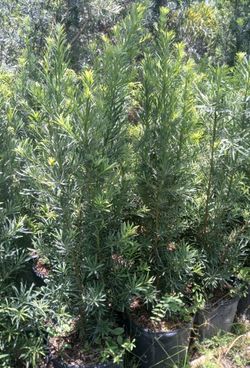 Podocarpus Hedges $19.00 4.5'ft