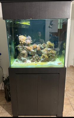 Saltwater Fish Tank