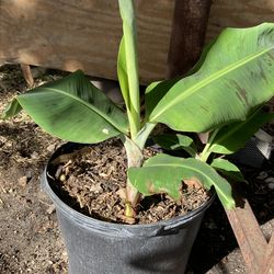 Plantas de banana