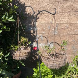 Planter & Plants