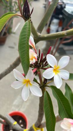Planta plumeria