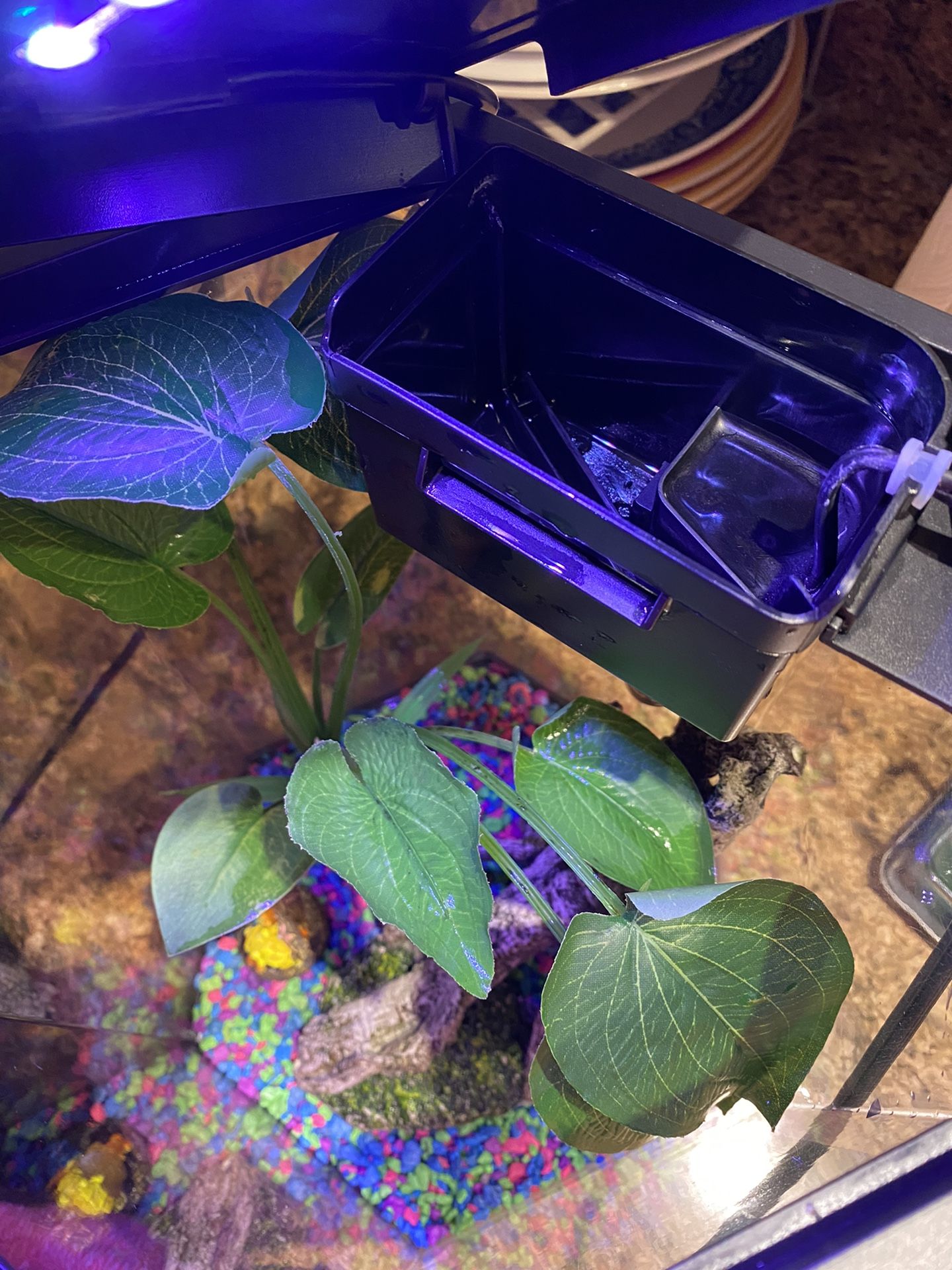 Fish Tank