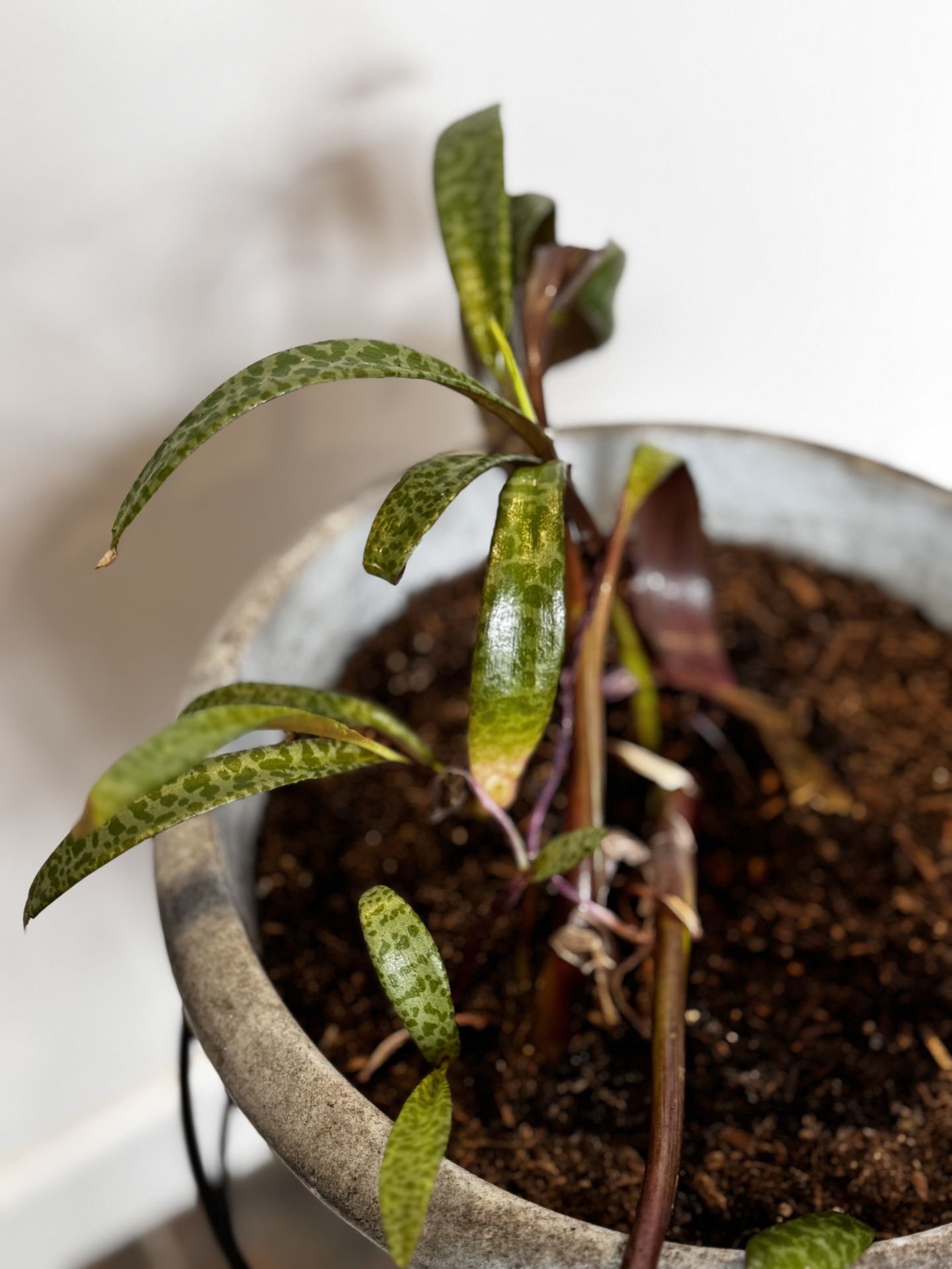 Ledebouria Socialis (leopard Plants, Silver Squill)