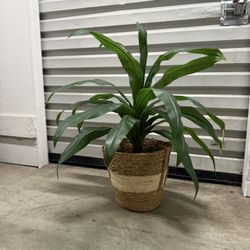 Fake Plant 