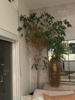 Ficus Benjamina tree for free!