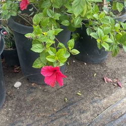 Pink Hibiscus