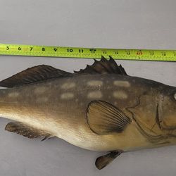 Bass Taxidermy Wall Mount In Perfect Condition 6lb (Calico Bass)