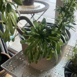 Succulent Plant Only $15