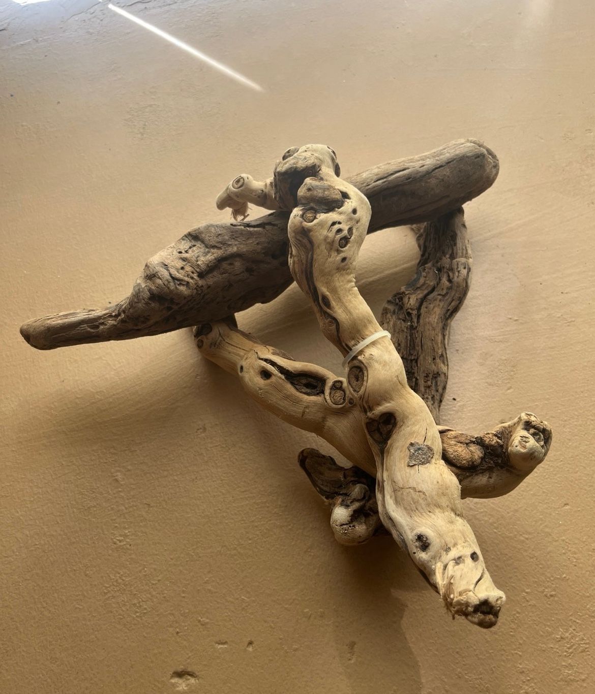 Reptile Drift Wood
