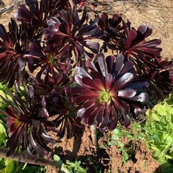 Beautiful Succulent Plants  For Sale