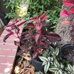 Plants With Red Or Purple Leaves