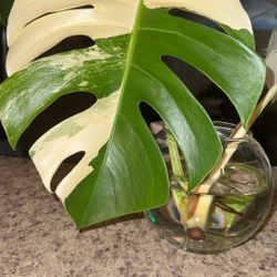 Albo Monstera Cutting 