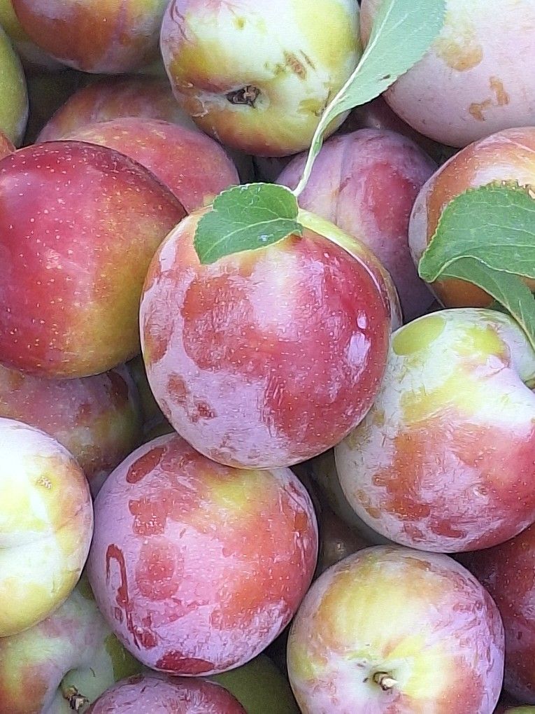 Freshly Picked Organic Sweet Plums/ Ciruela Dulce Media Y Madura Disponible Hoy 6/28 Asta El 6/30