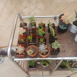 Mini Plants For $1