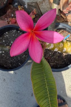 Pink Plumeria Plant (Noid) in Pot