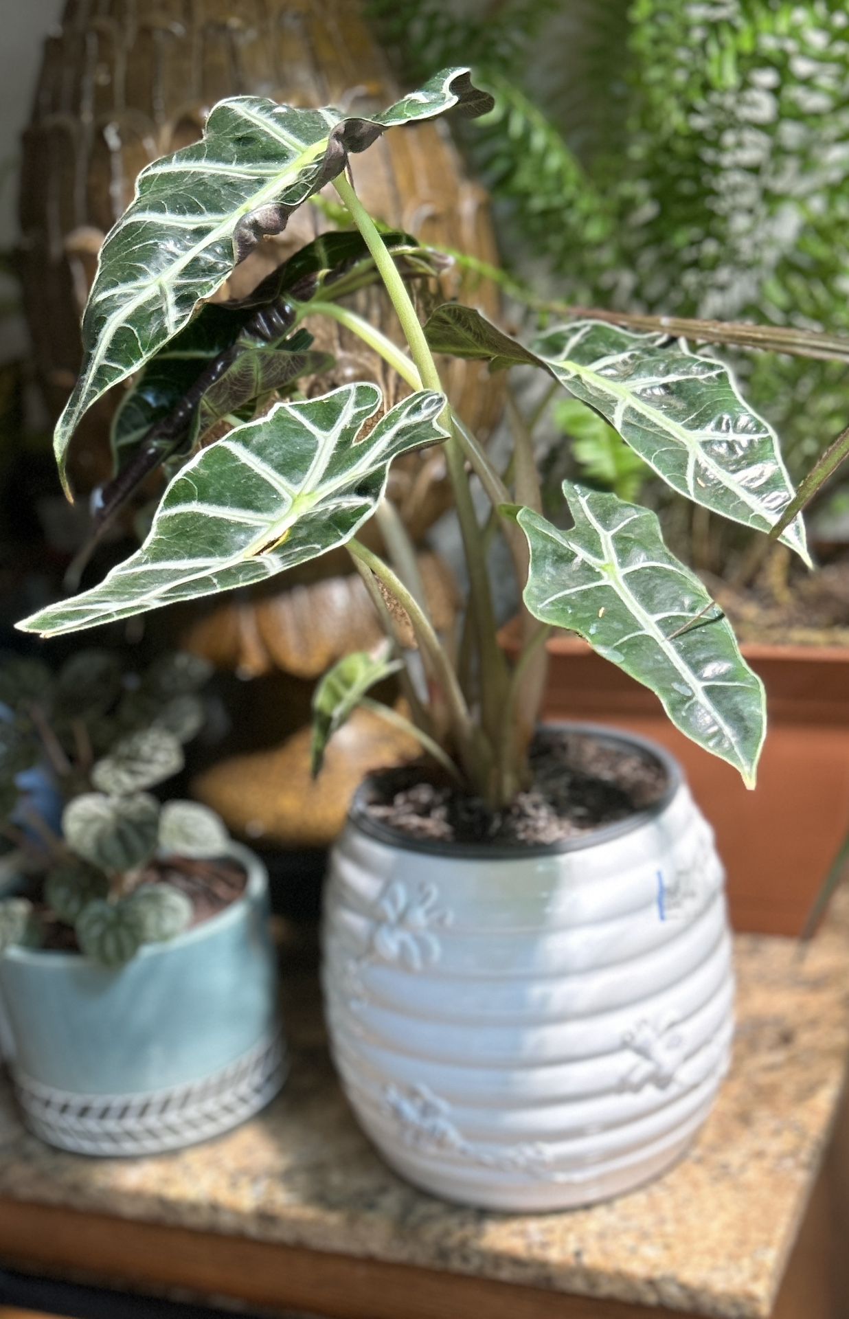 Alocasia plant in decorative ceramic pot