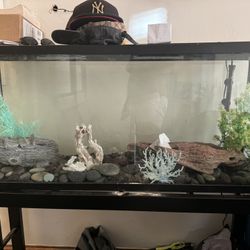Clean Fish Tank And Accessories