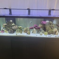 125g Saltwater Aquarium 