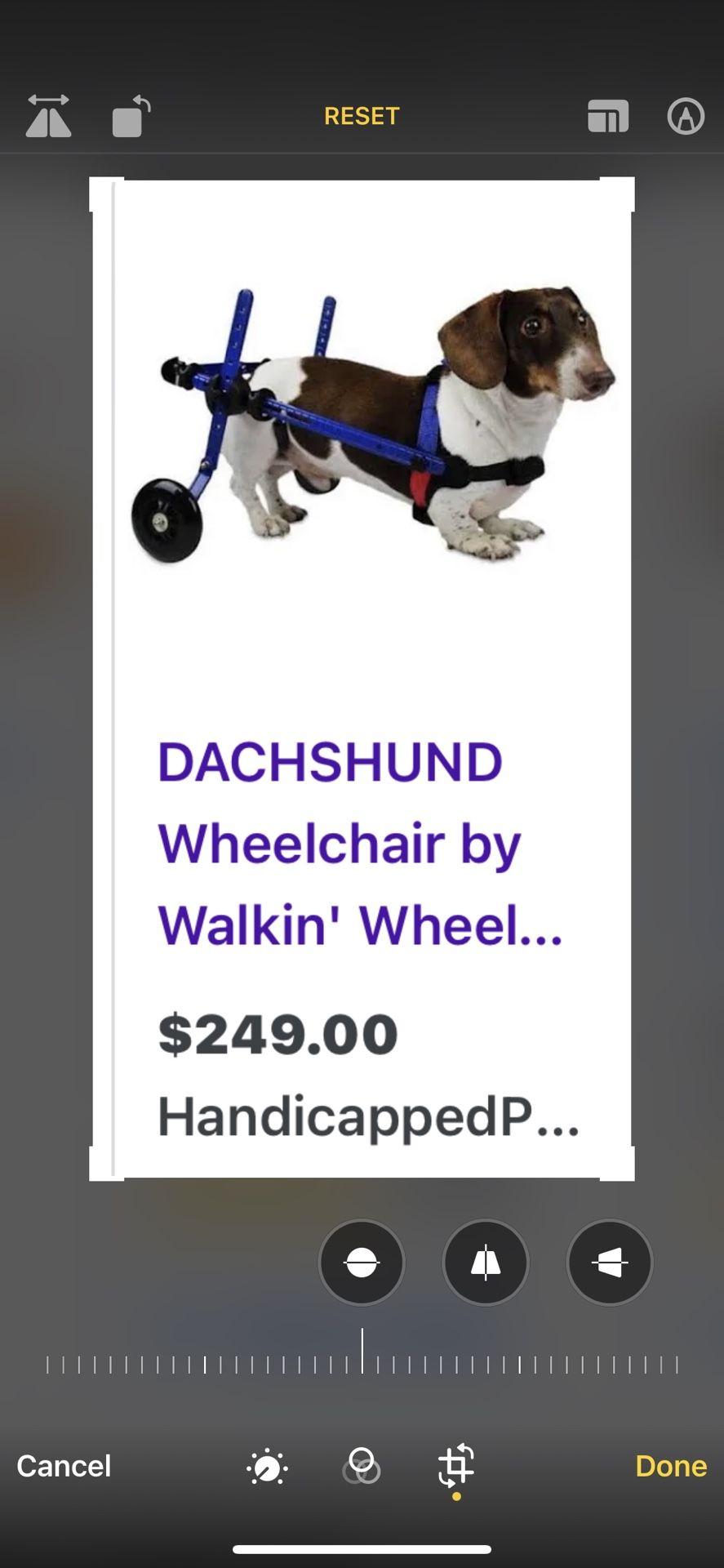 Handy cap dog walker