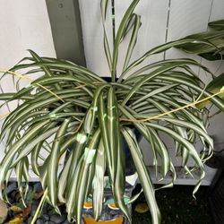 Spider Plant. Not Tiki