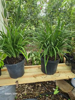 liriope 3gl