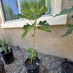 Kadota fig plant 