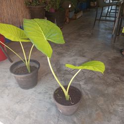 Elephant Ear Plants