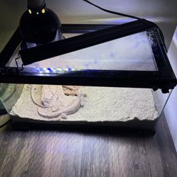 Iguana Setup
