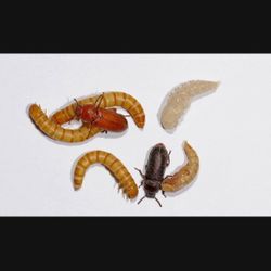 Mealworms