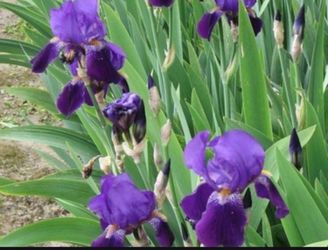 Purple Iris