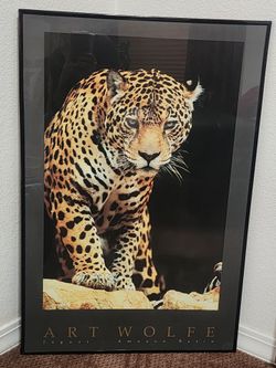 Framed Jaguar Print