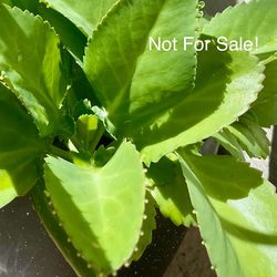 Kalanchoe Succulent