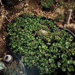Free Water Hyacinth Plants