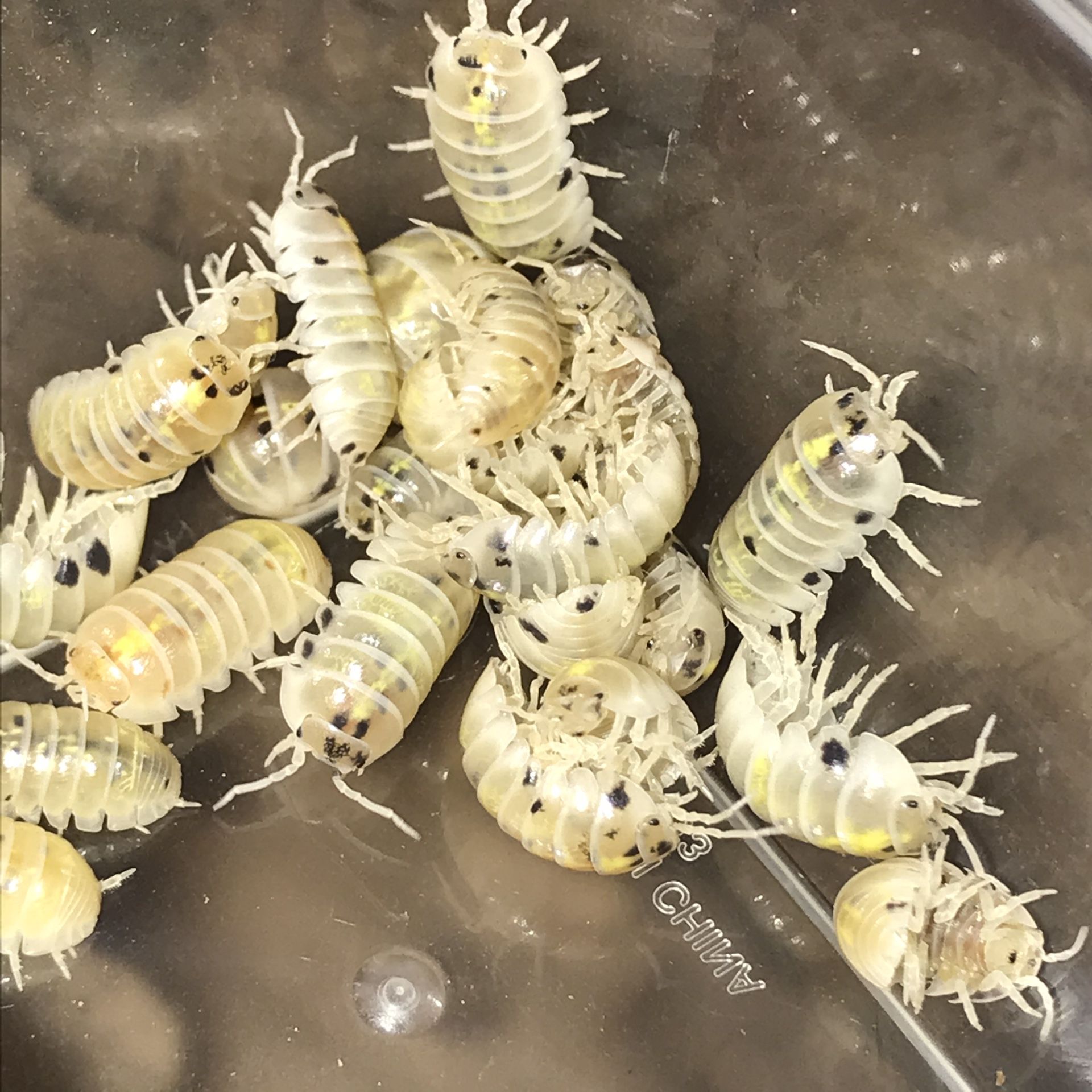 Magic Potion Isopods (Armadillidium Vulgare) for Sale in Phoenix, AZ ...