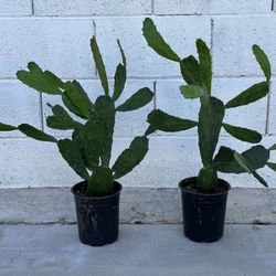 Very Healthy Velvet Opuntia Prickly Pear Cactus Plants Pink Flowers 1 gallon planters, $29 each